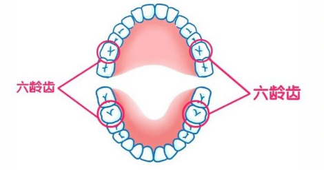 每日一问：什么是六龄齿？